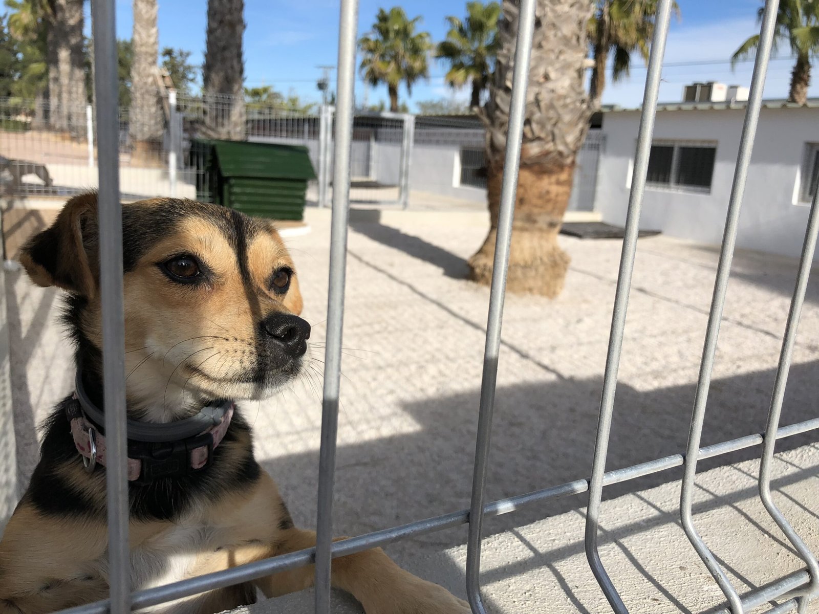 hotel para mascotas centrocan
