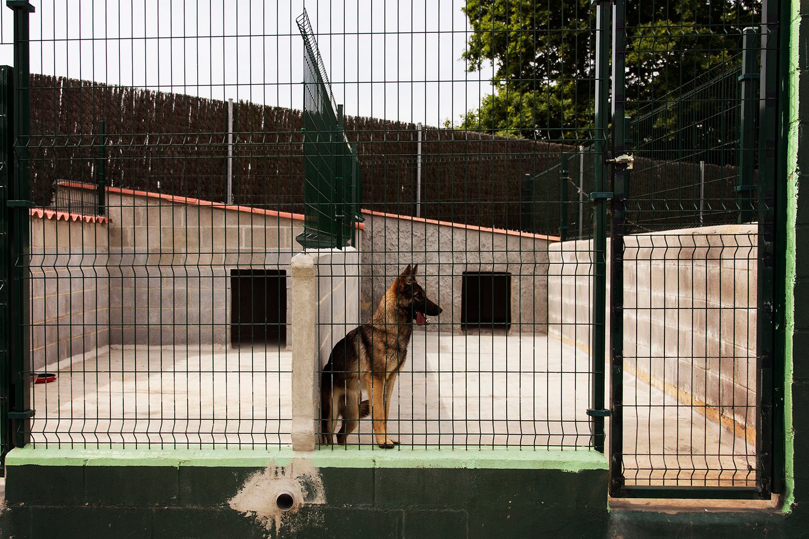 hotel canino entreperros