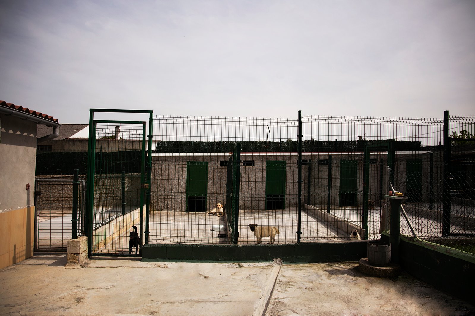 hotel canino entreperros