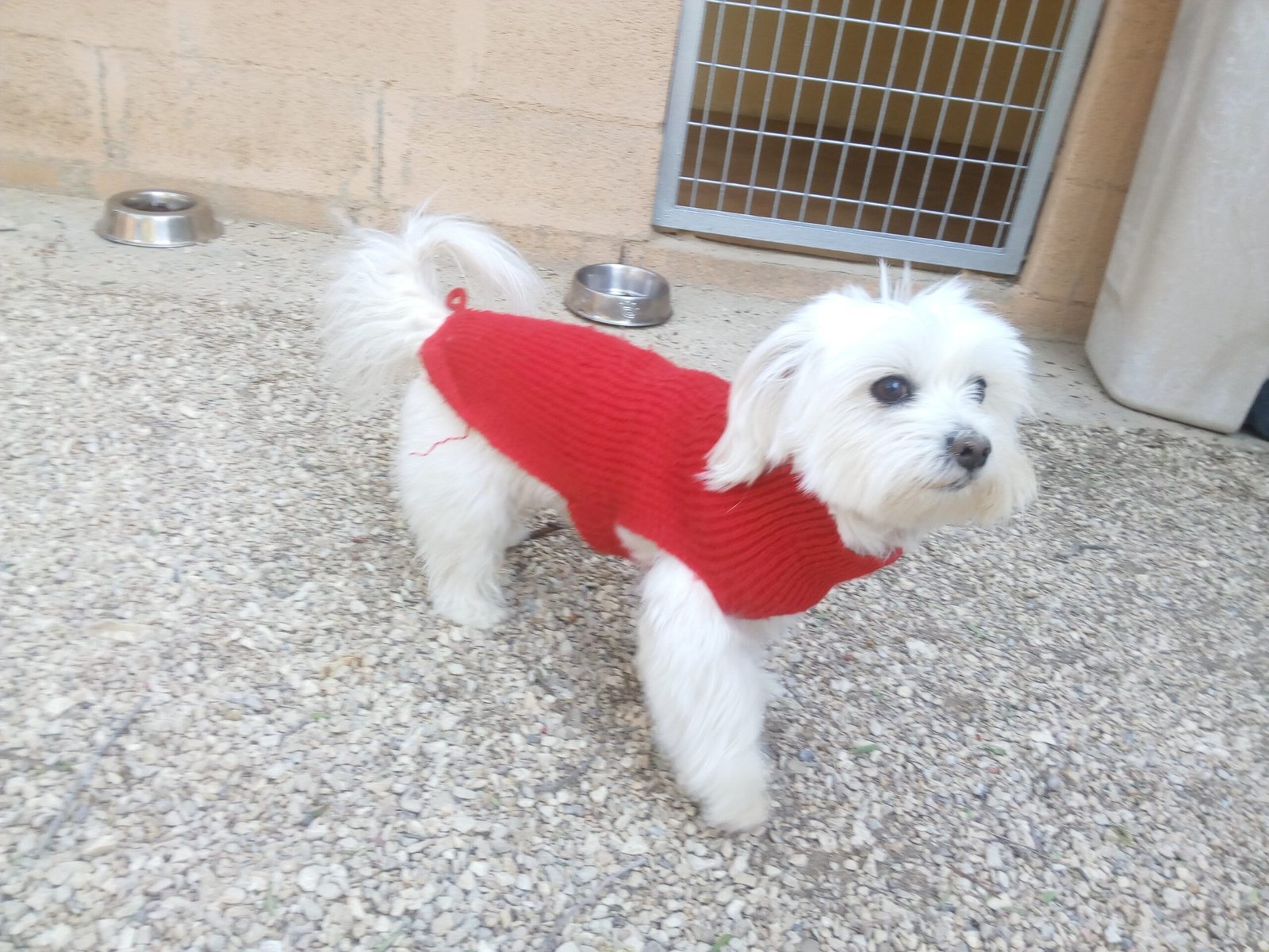 centro canino seguracan