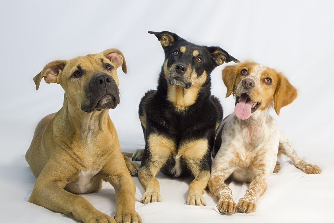 residencia canina de perro a perro