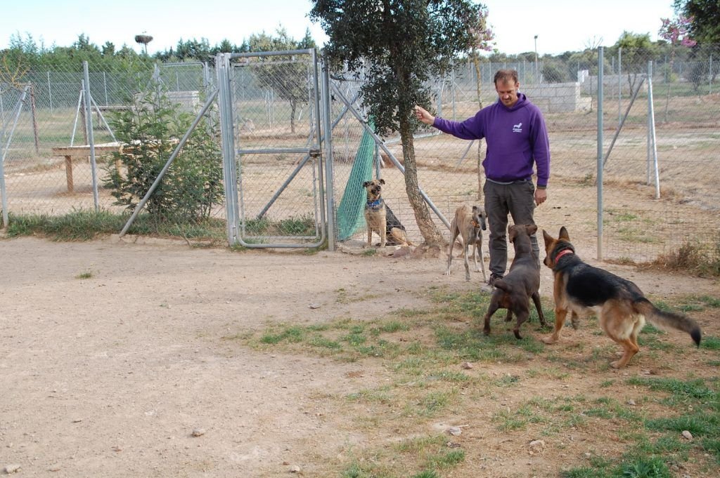 residencia canina mascout