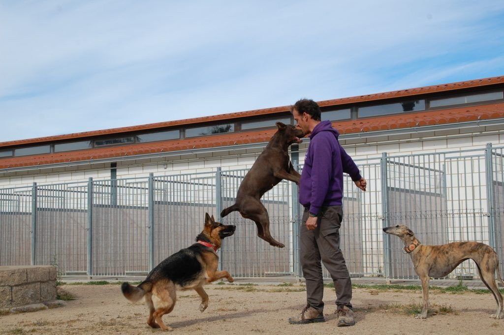 residencia canina mascout