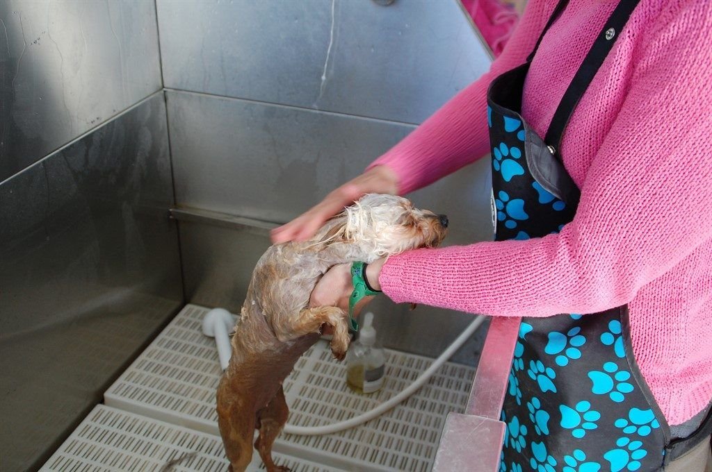 residencia canina mascout