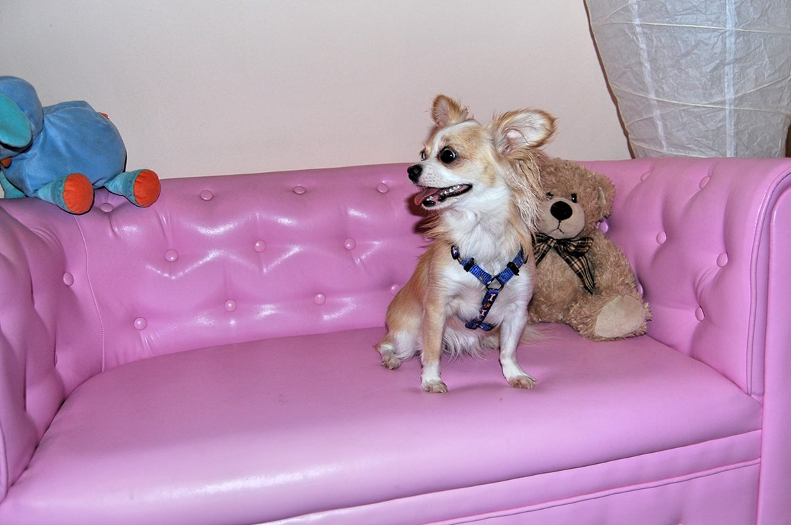hotel para perros marys pet hotel