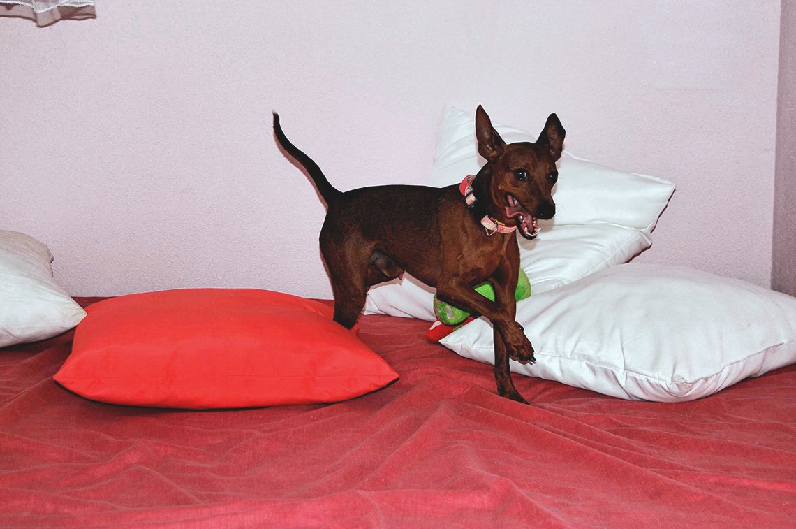 hotel para perros marys pet hotel