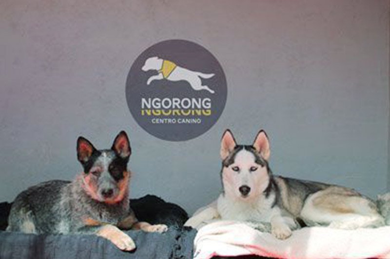 residencia canina ngorong ngorong