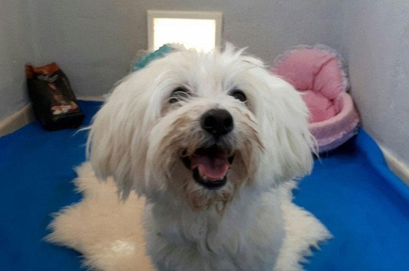 residencia canina ngorong ngorong