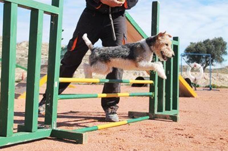 residencia canina ngorong ngorong