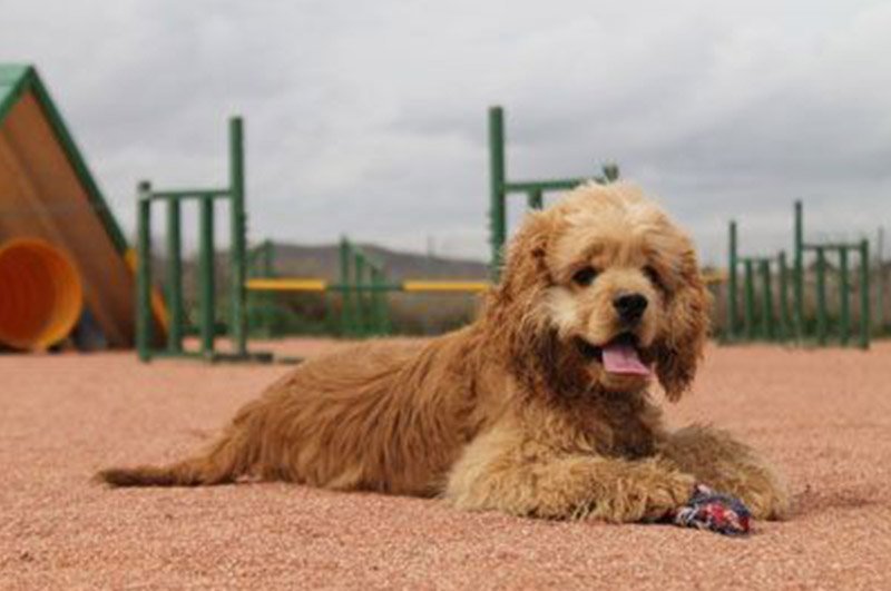 residencia canina ngorong ngorong