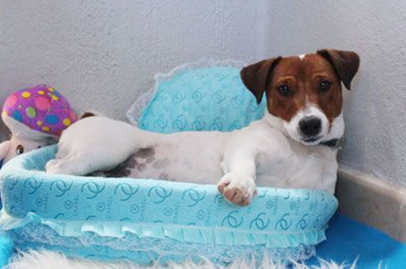 residencia canina ngorong ngorong