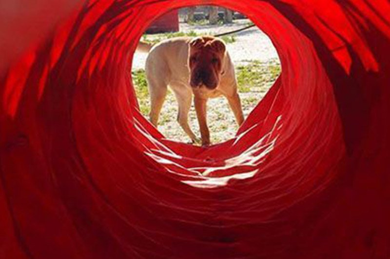 residencia canina ngorong ngorong