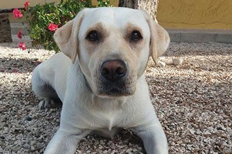 residencia canina ngorong ngorong