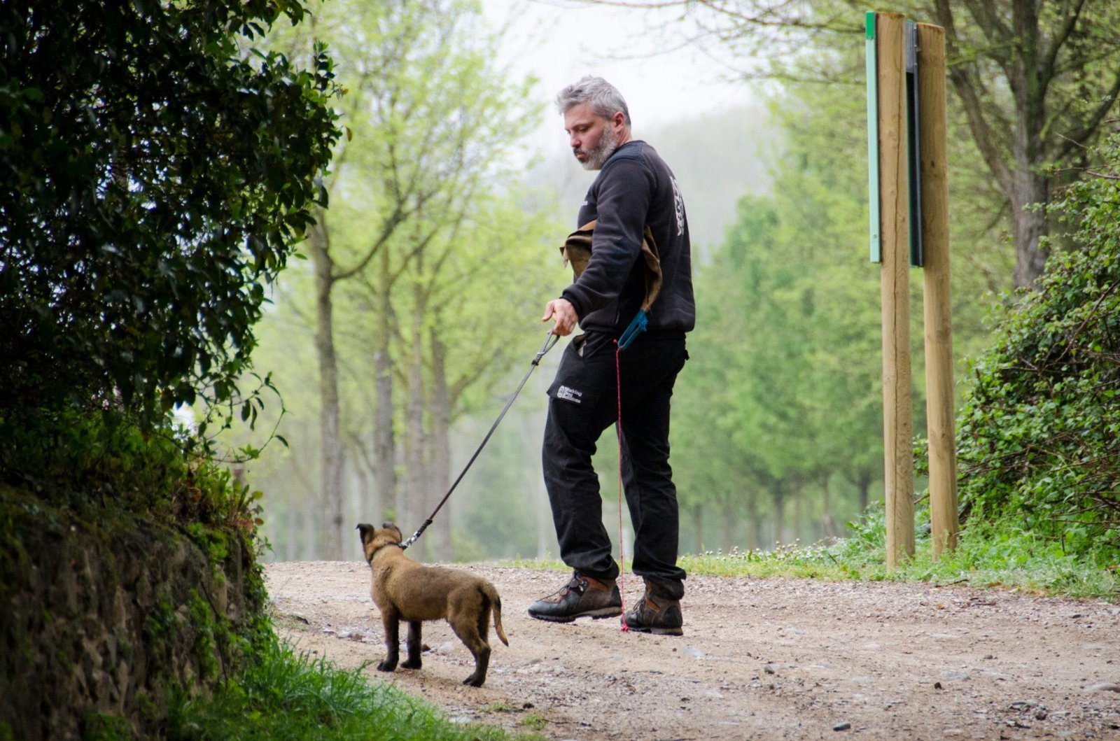 working dog solutions