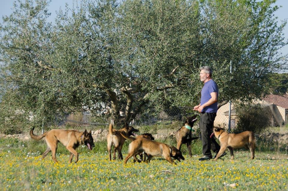 working dog solutions