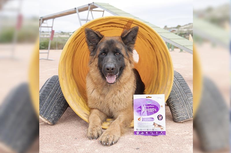 residencia canina ngorong ngorong