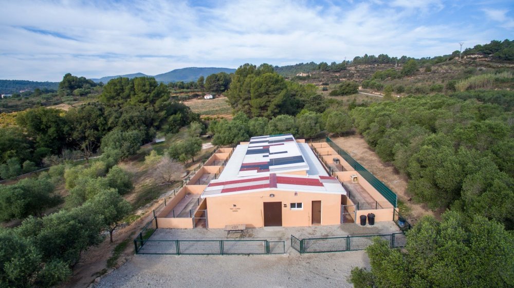 hotel de perros y gatos tres llunes en barcelona