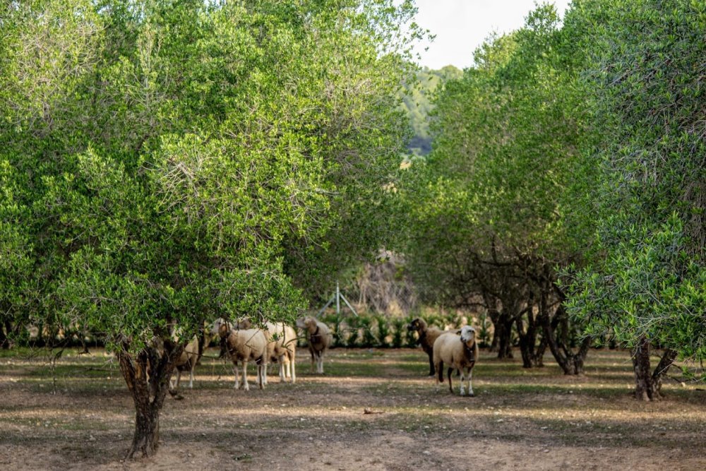 hotel de perros y gatos tres llunes en barcelona