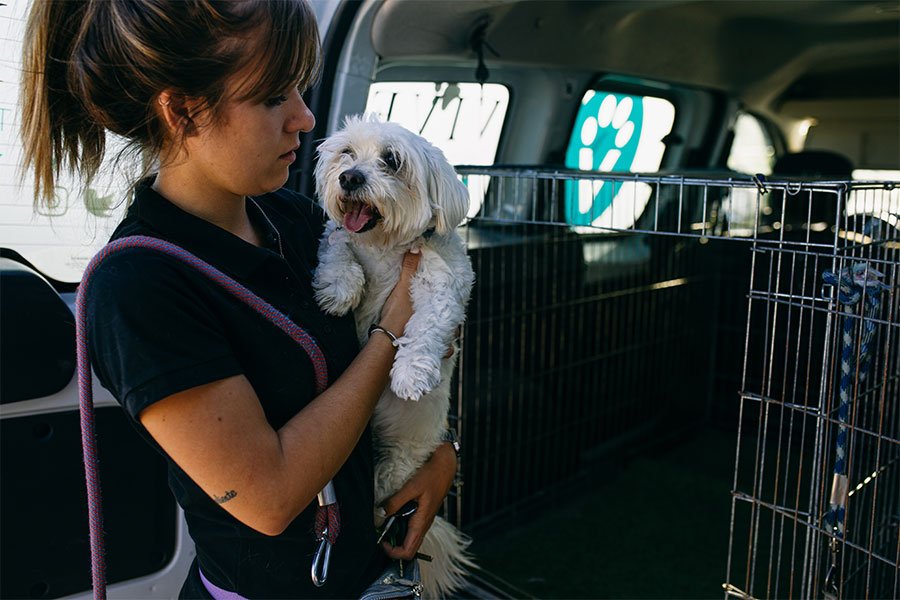 hotel canino vive pet resort