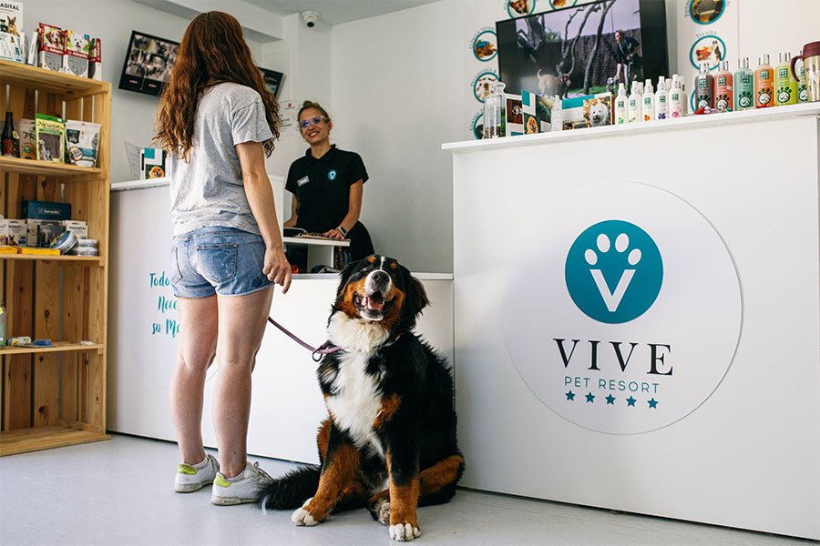 hotel canino vive pet resort