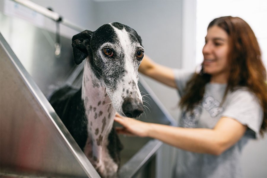 hotel canino vive pet resort