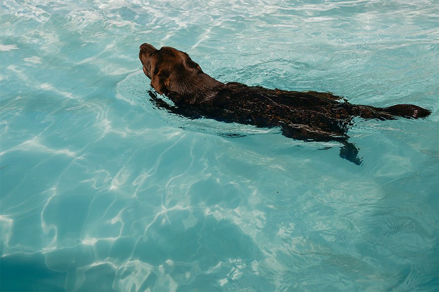 hotel canino vive pet resort