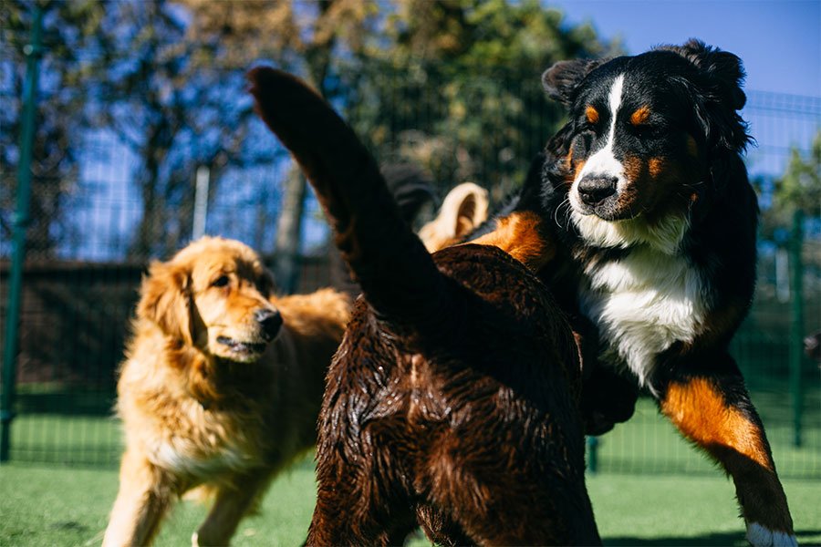hotel canino vive pet resort