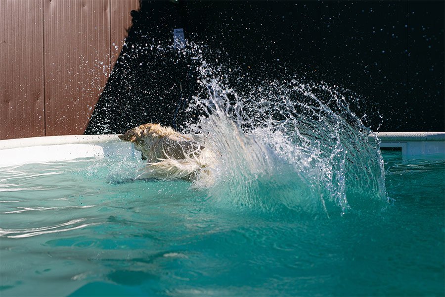 hotel canino vive pet resort