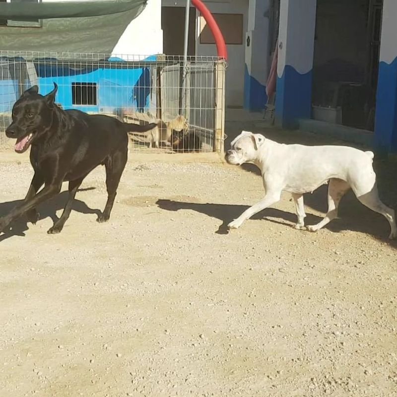 hotel canino y felino el rey de la casa