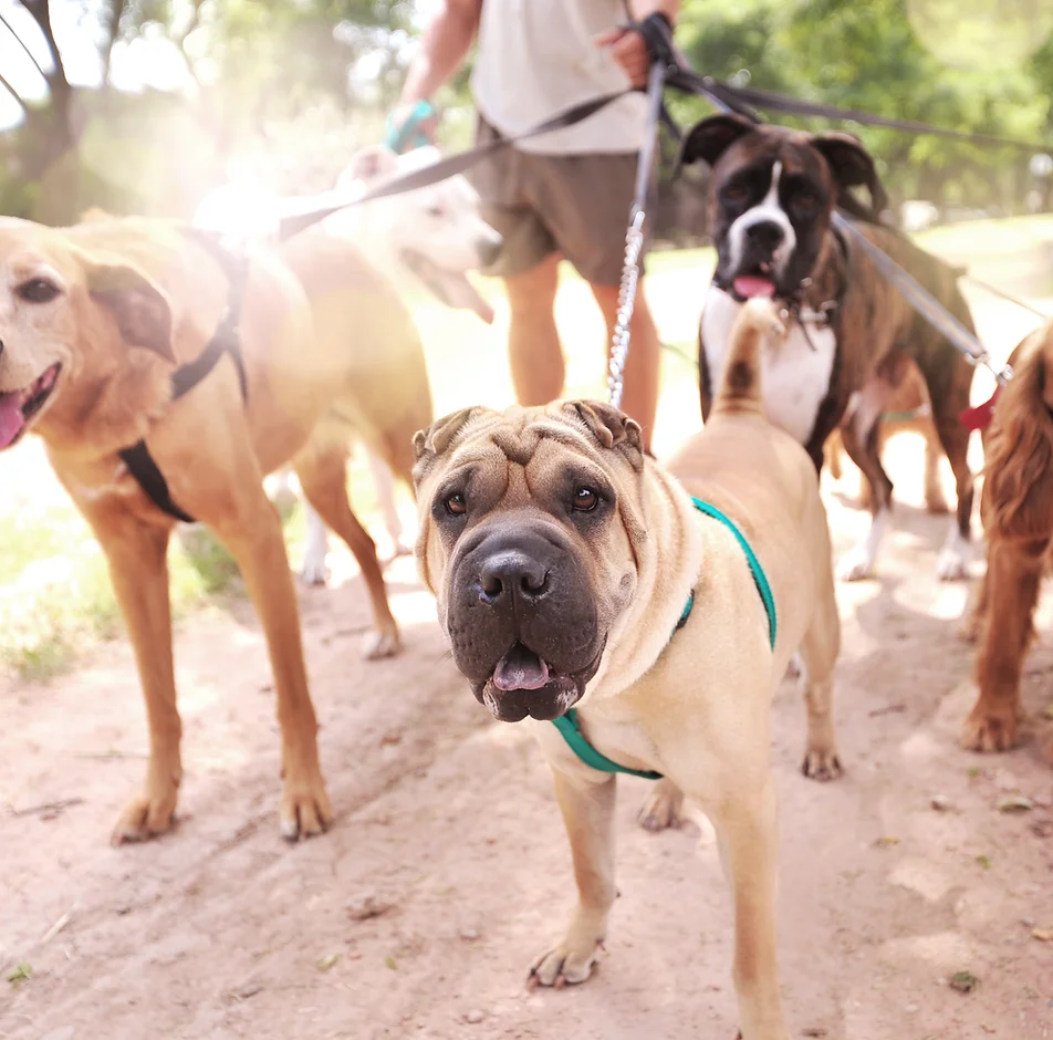 guardería canina dog care