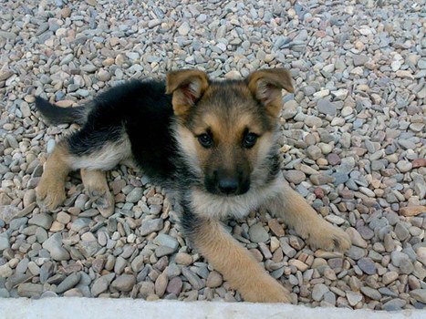 residencia canina luis ramos