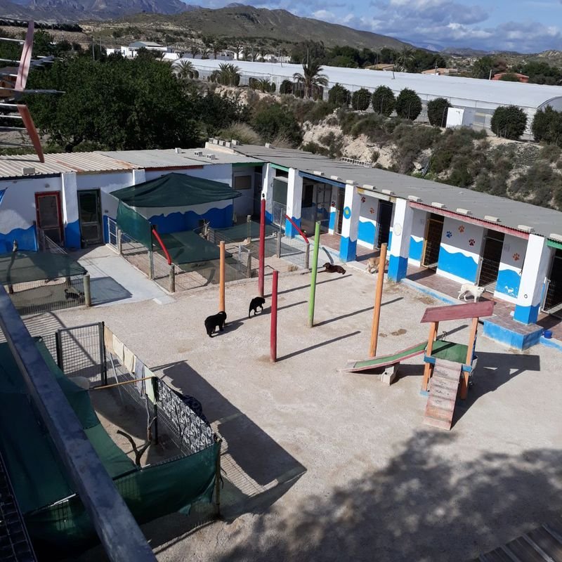 hotel canino y felino el rey de la casa