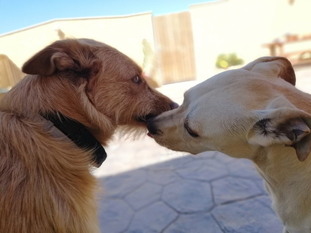 residencia canina tera can