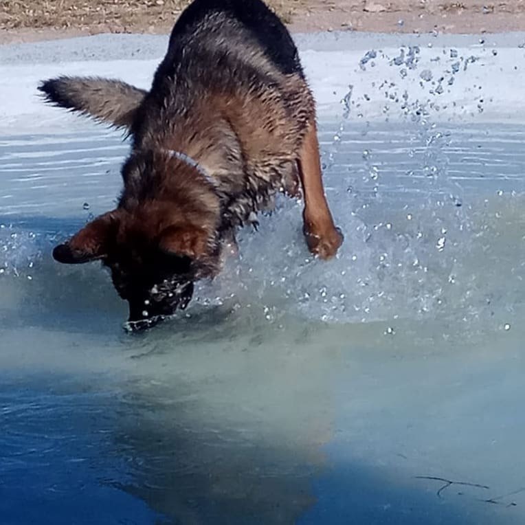 residencia canina tera can
