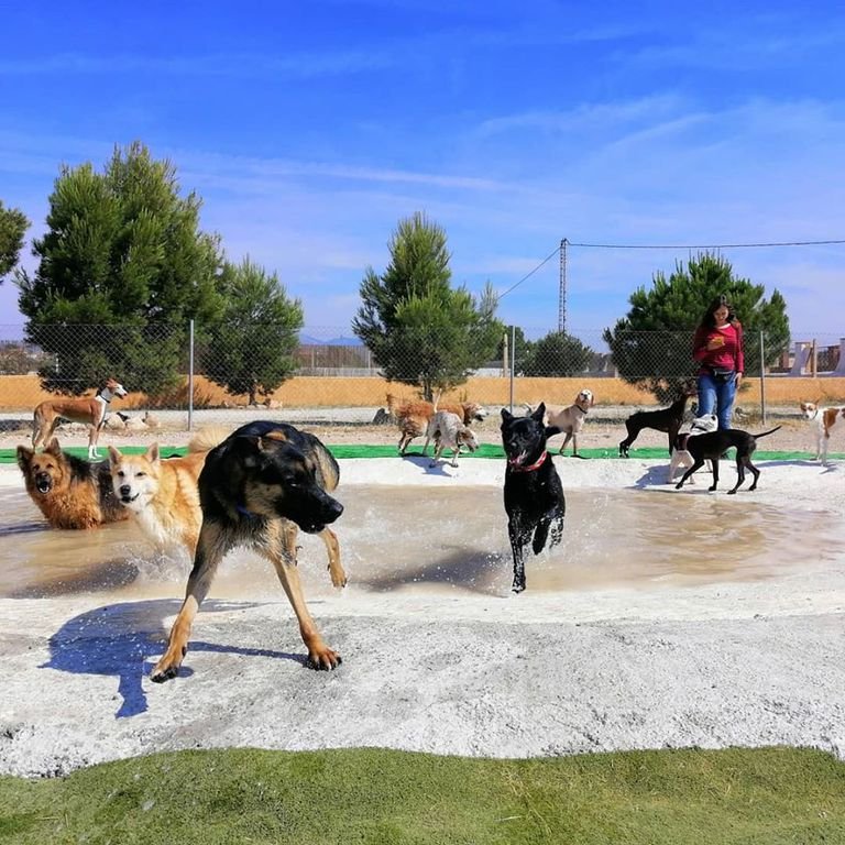 residencia canina tera can