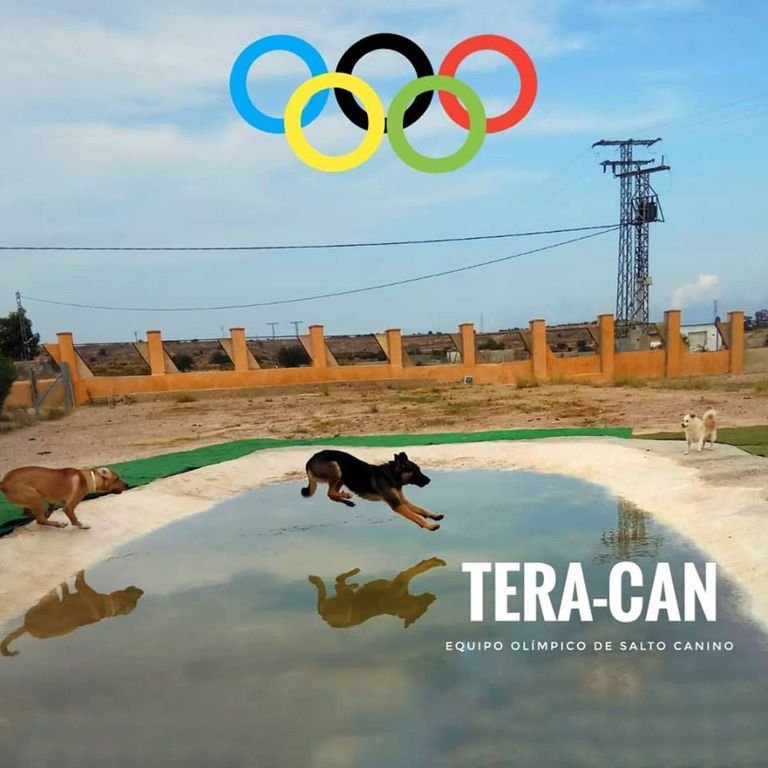 residencia canina tera can