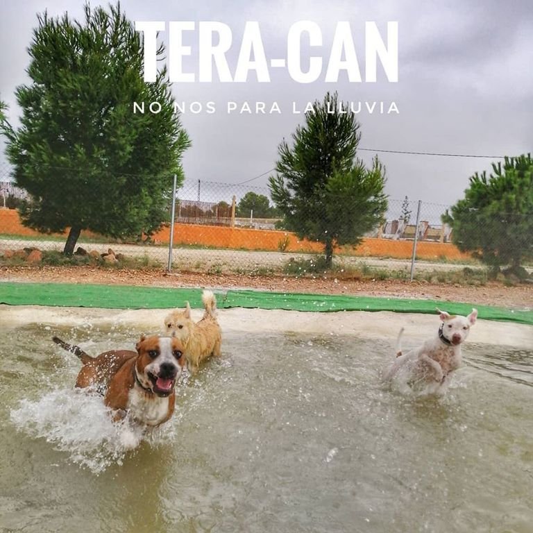 residencia canina tera can