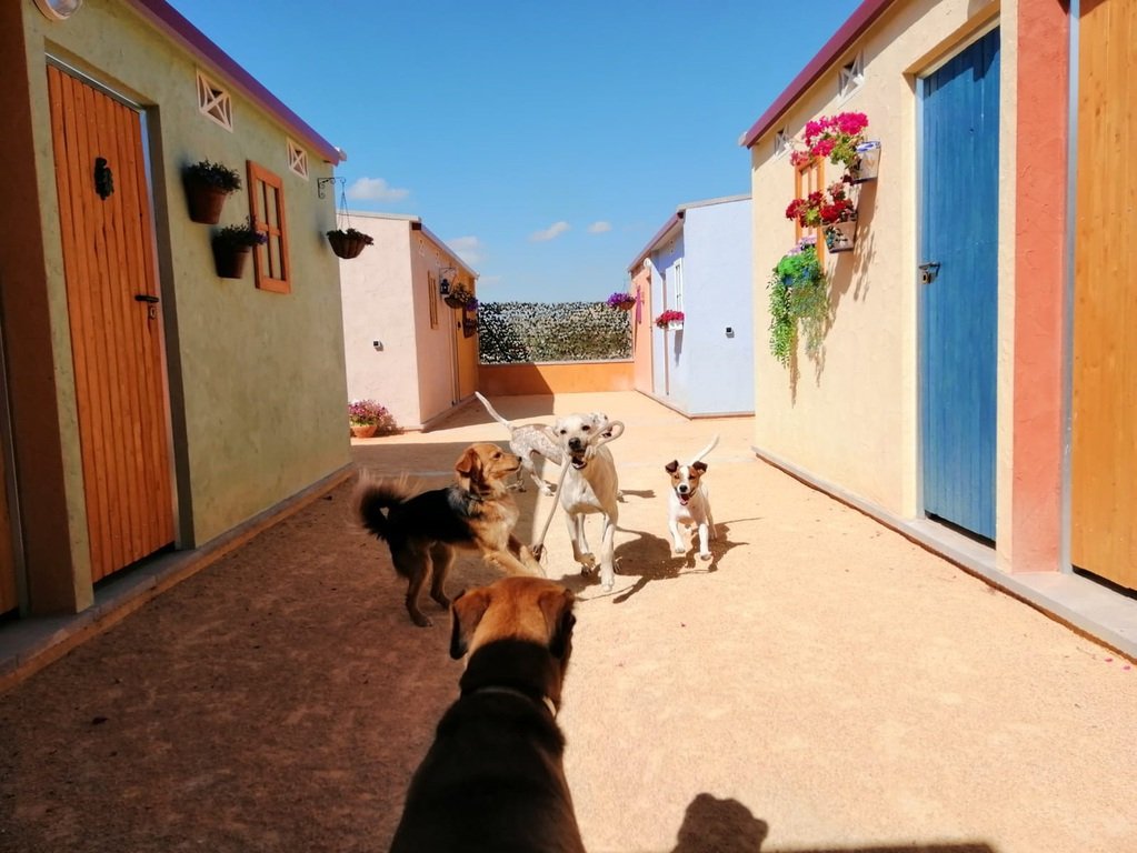 residencia canina tera can