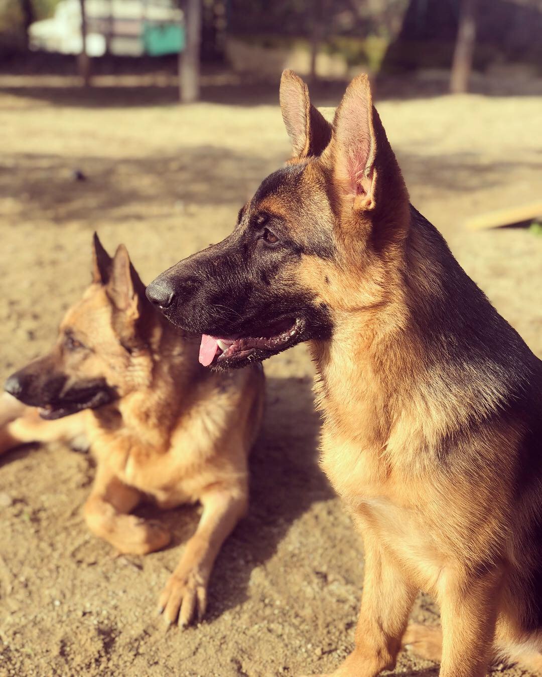 hotel canino can jane