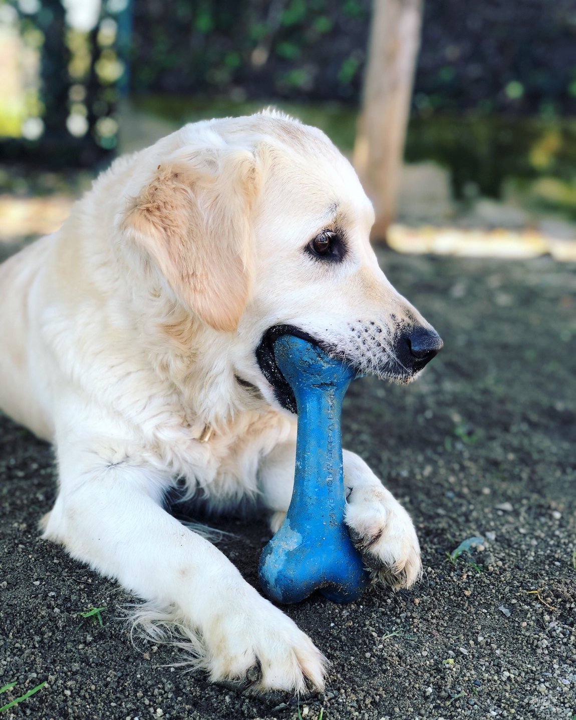 hotel canino can jane