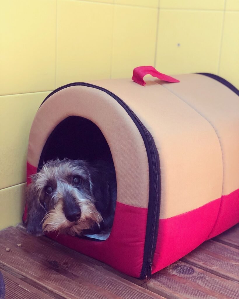 hotel canino can jané