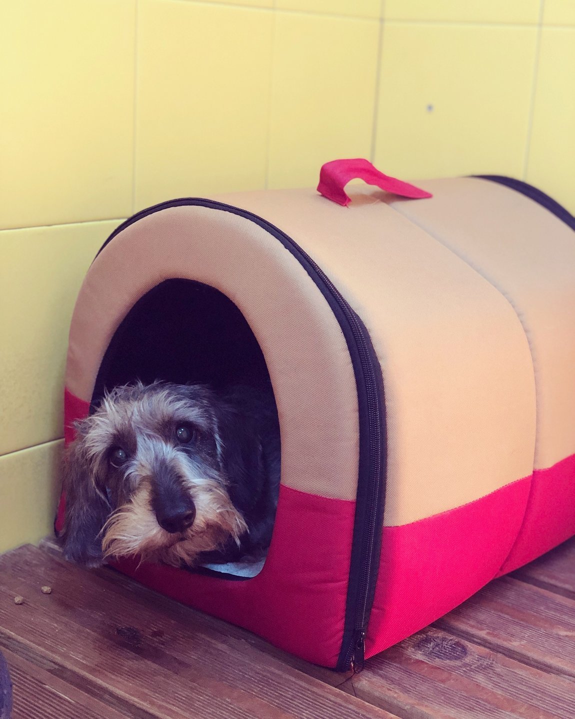 hotel canino can jane