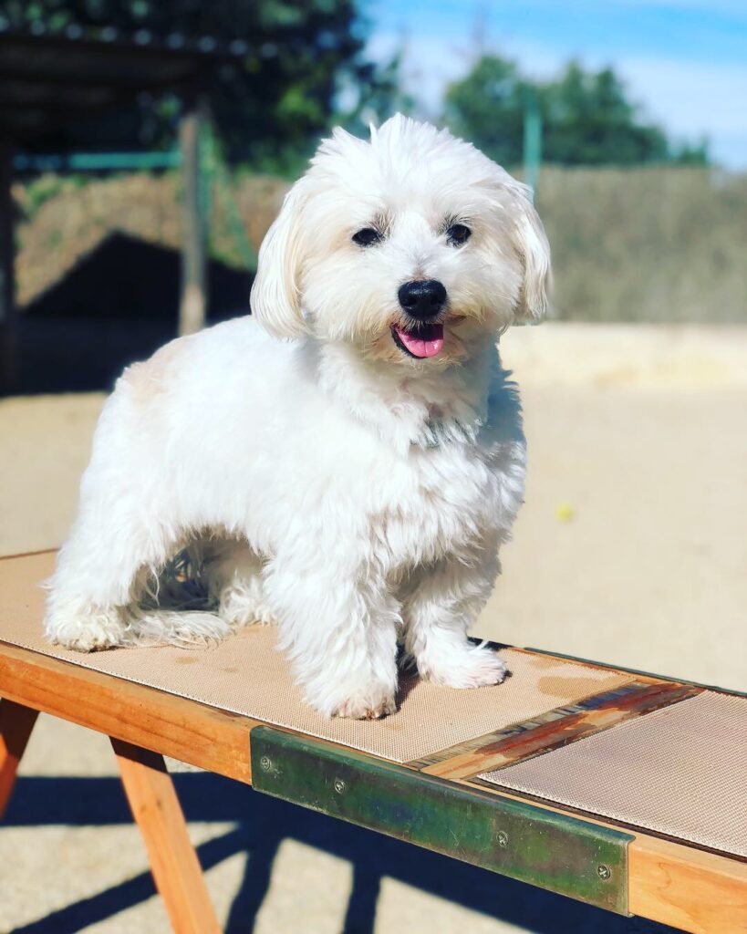 hotel canino can jané