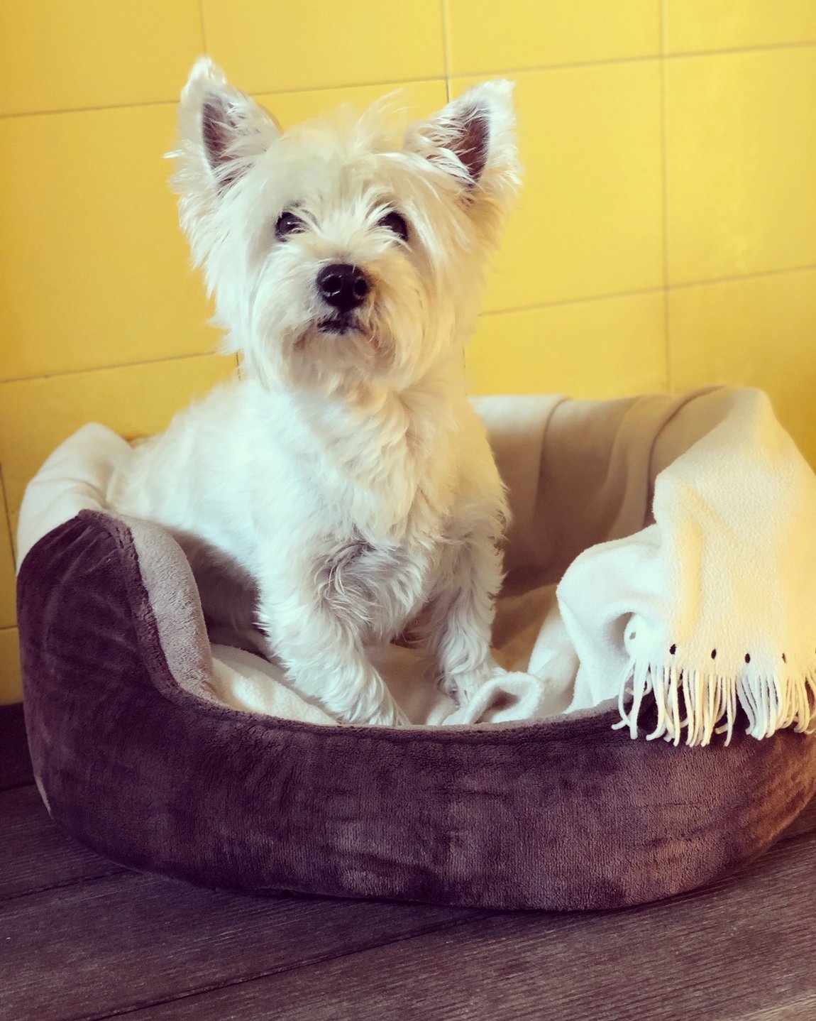 hotel canino can jane