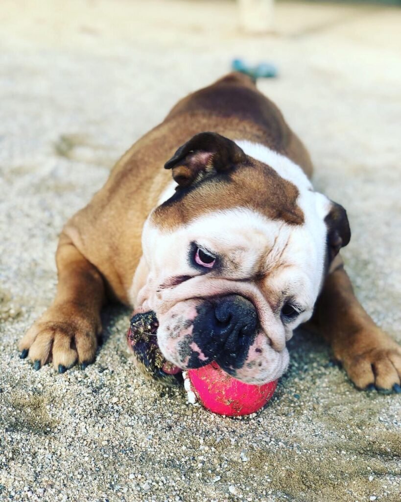 hotel canino can jané