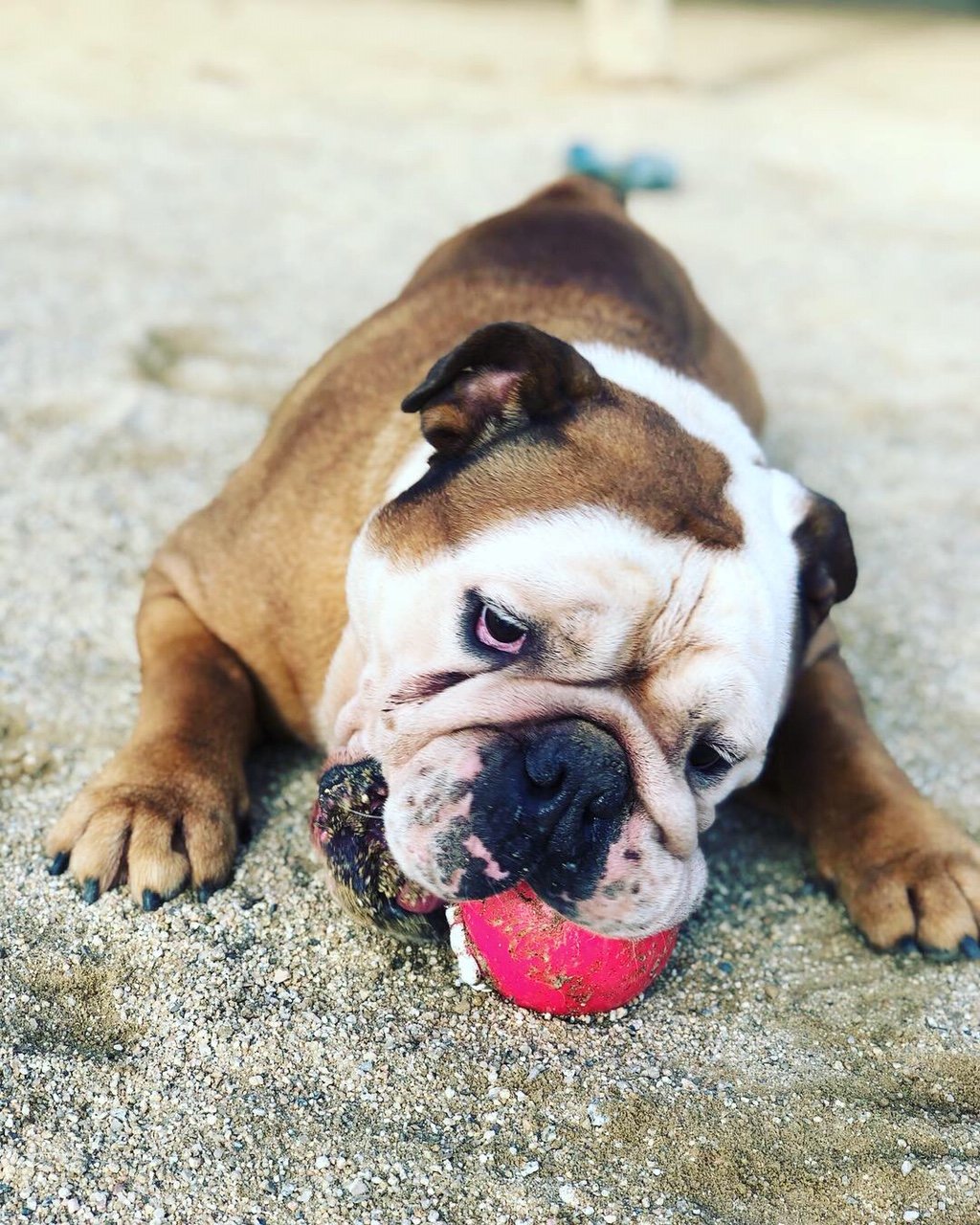 hotel canino can jane