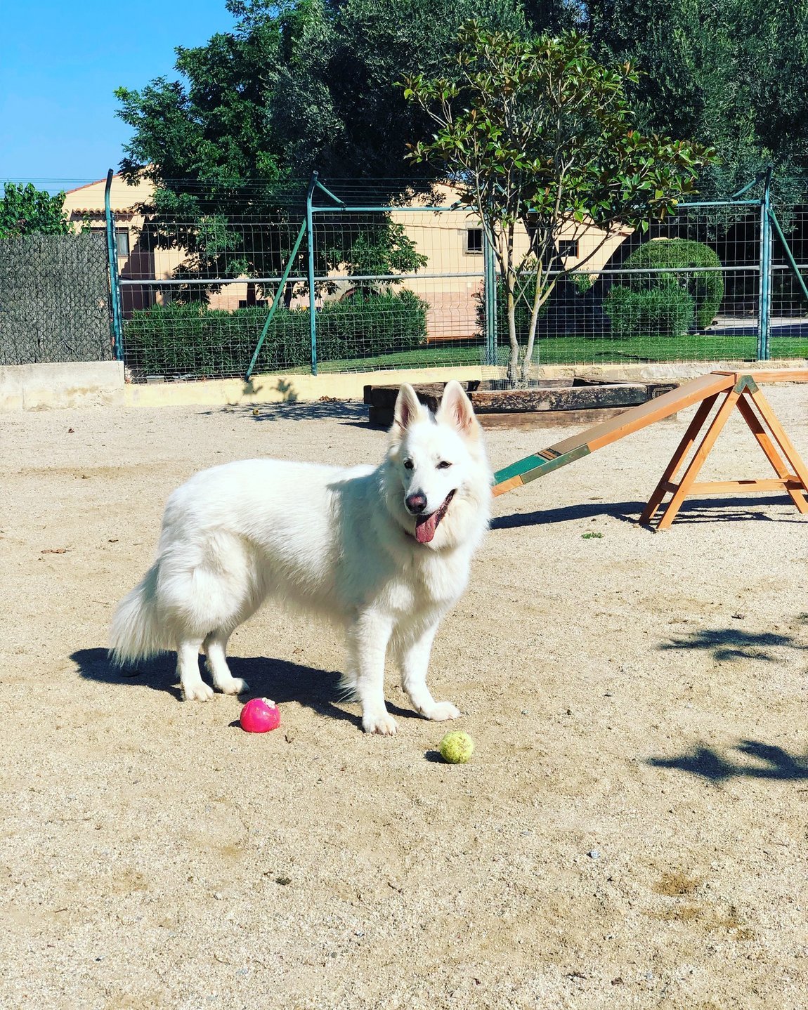 hotel canino can jane