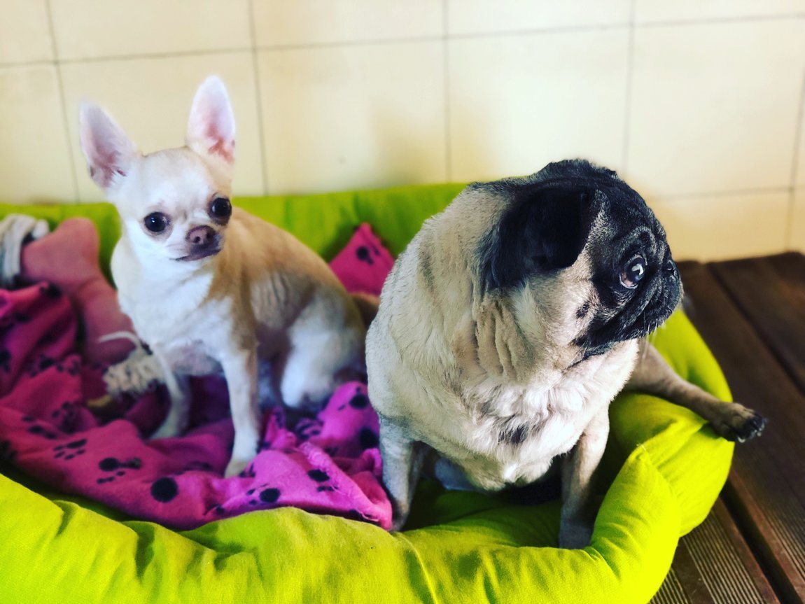 hotel canino can jane