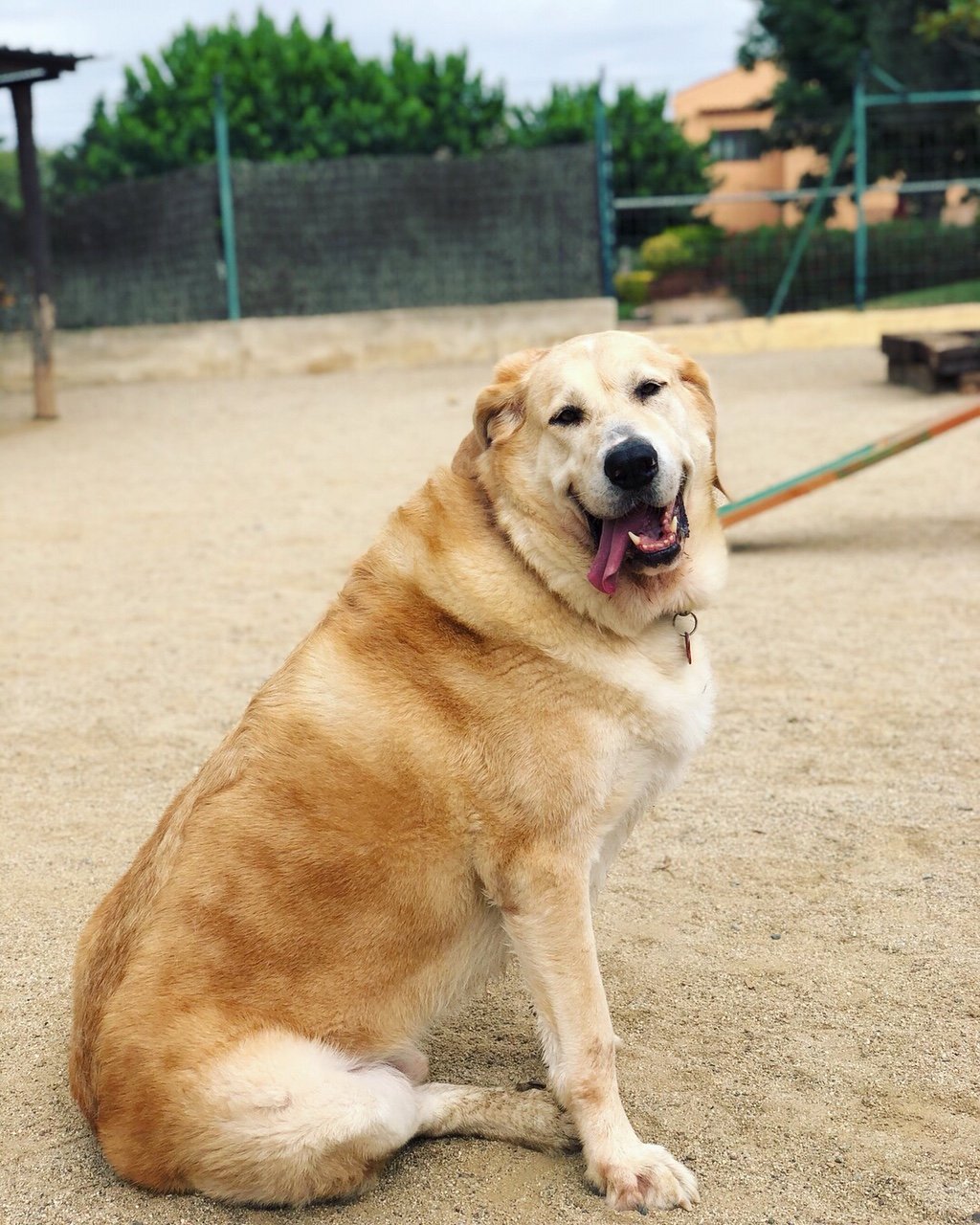 hotel canino can jane