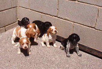 residencia canina brañavalera